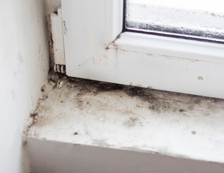 How to Identify and Address Mold in Commercial Properties