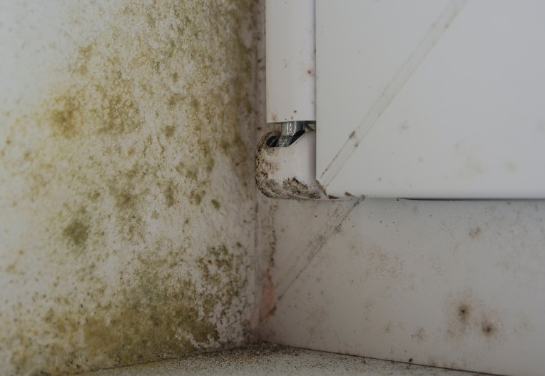 Identifying Mold in Your Home