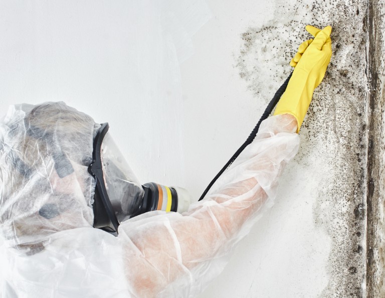 Steps for Mold Removal and Remediation