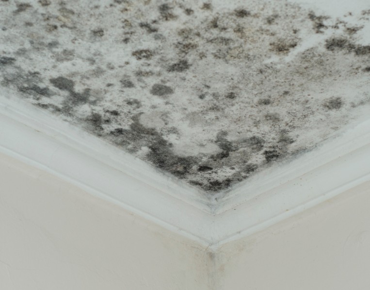 The Link Between Poor Ventilation and Indoor Mold Growth