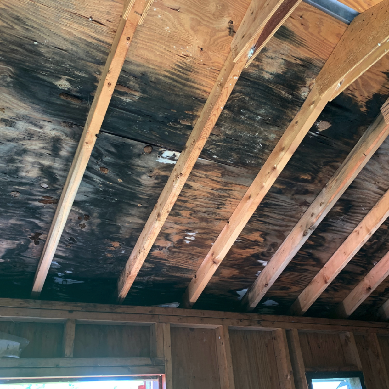 How Mold Travels Through Your Home (And How to Stop It)