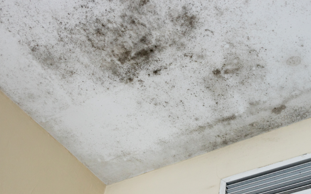 Mold Remediation Near You: Choosing a Trustworthy Company