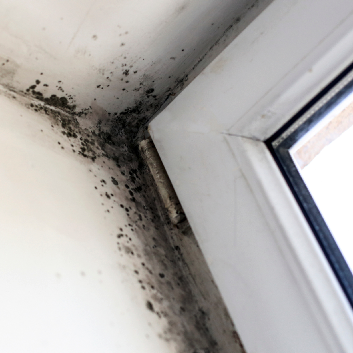 Mold Remediation Near You - Choosing a Trustworthy Company