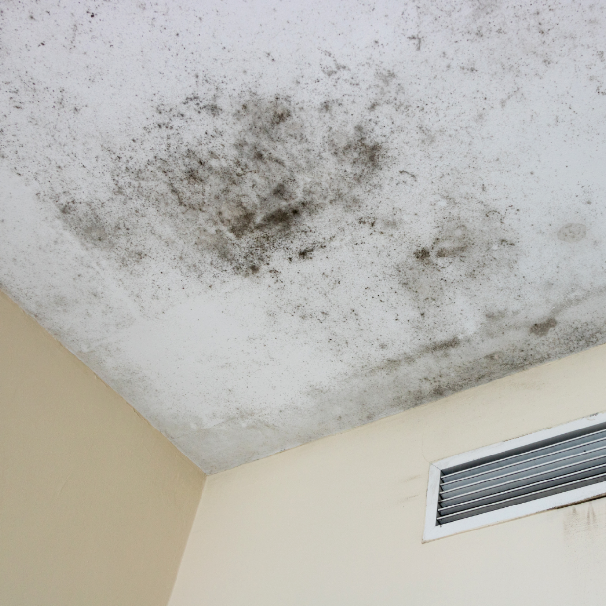 Mold Remediation Near You - Choosing a Trustworthy Company