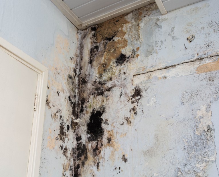 Where Is Mold Most Commonly Found In Homes?