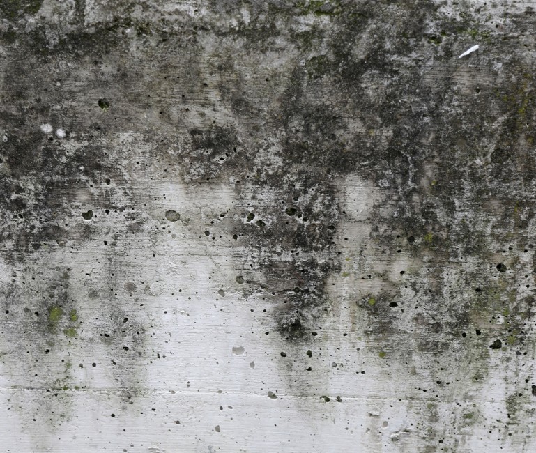 How Much Does It Cost To Remove Mold From a House in Tallahassee, FL?