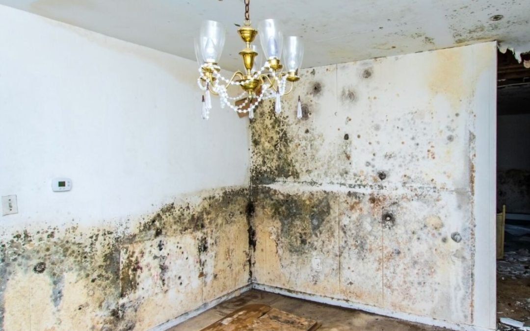 Mold Mitigation Near Me: Protecting Your Tallahassee Home with The Healthy Environments