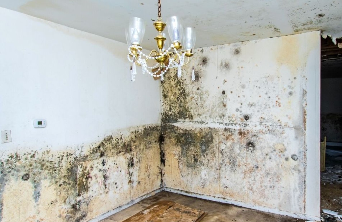 Mold Mitigation
