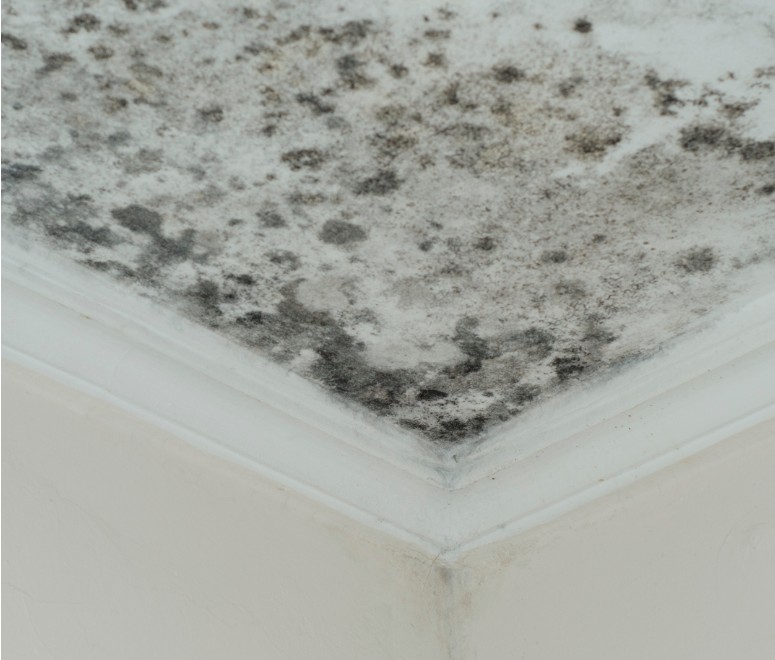 Why I Chose The Healthy Environments in Tallahassee, FL